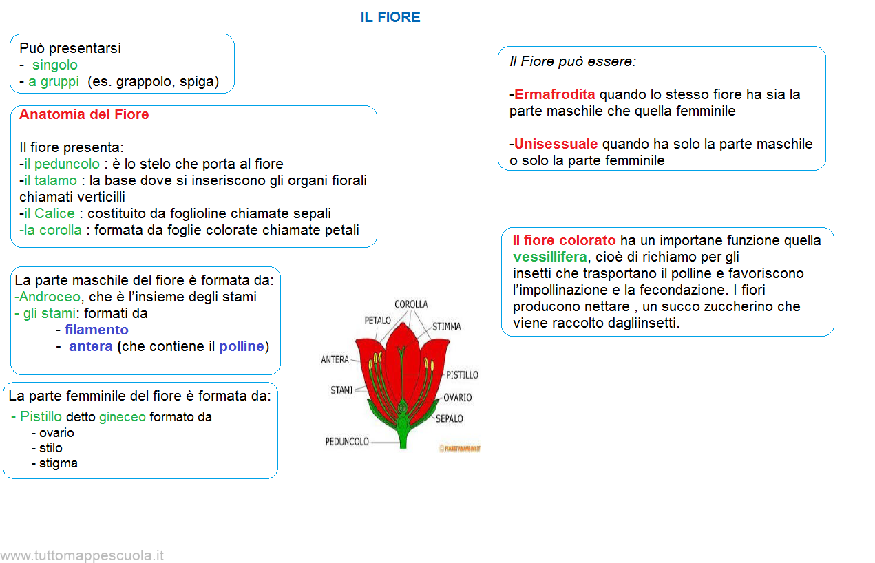 Il fiore