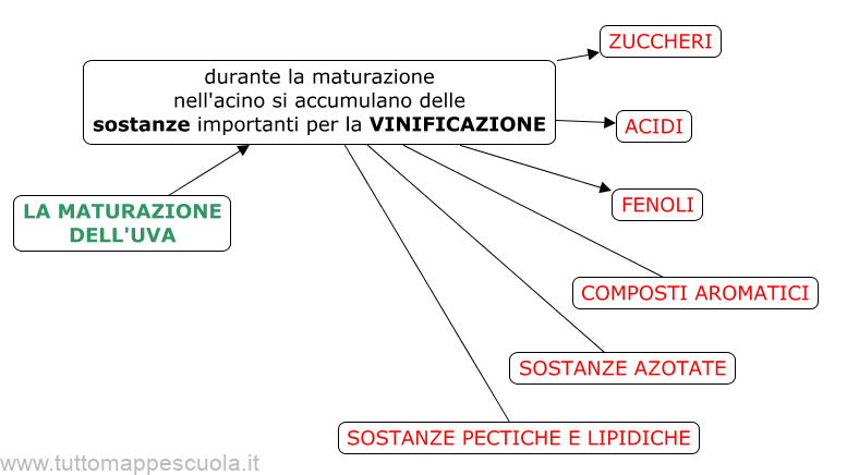 maturazione dell'uva