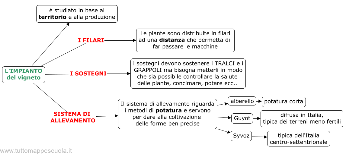 impianto del vigneto