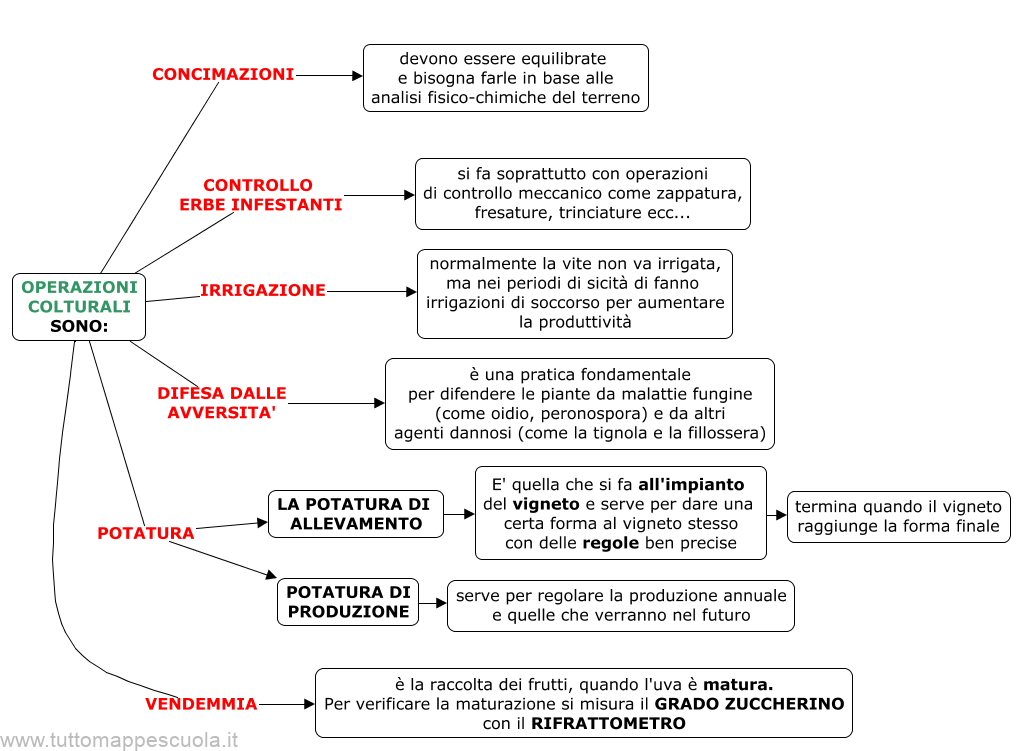 operazioni colturali della vite