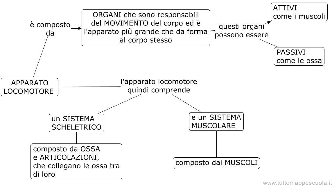 apparato locomotore