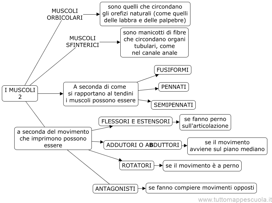 I muscoli 2