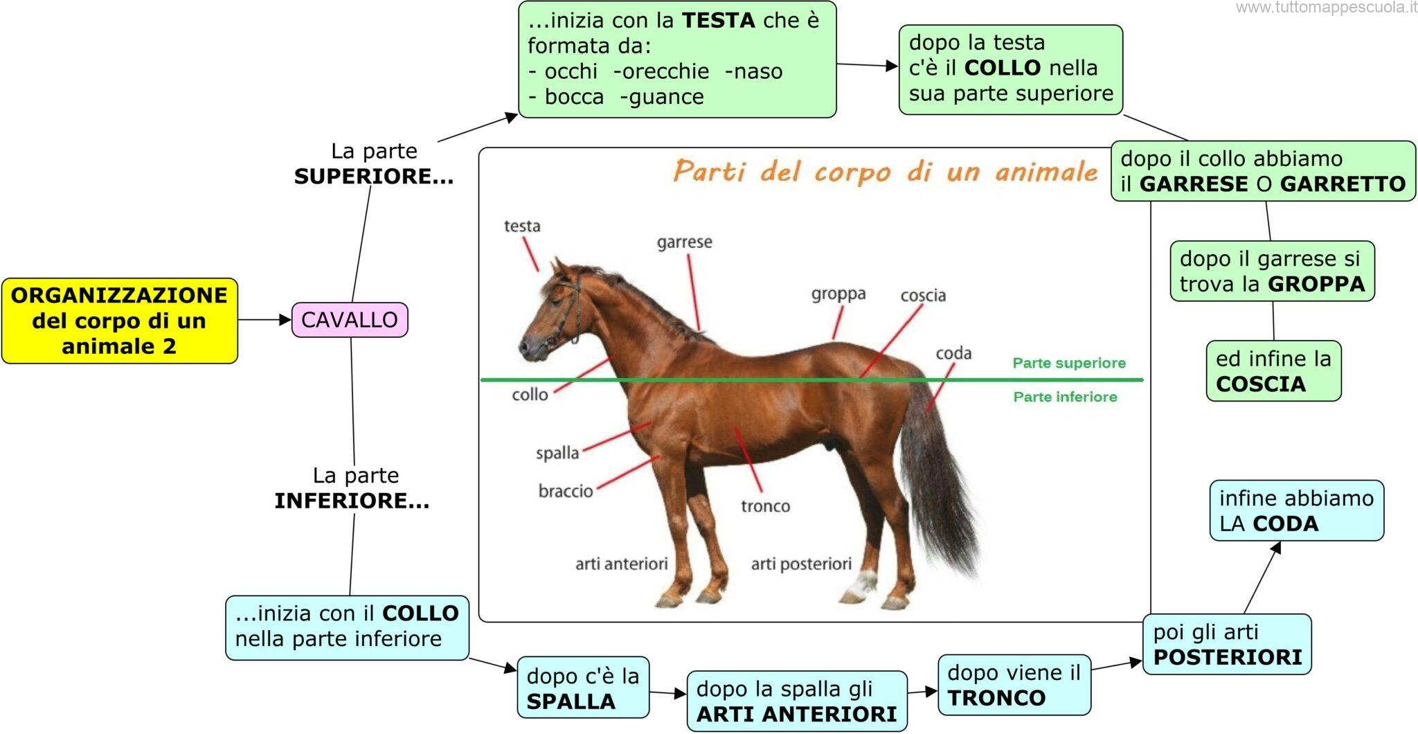 Uno Dei Tessuti Che Compongono Il Corpo Degli Animali Organizzazione del corpo animale - Tutto Mappe Scuola